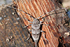 Acanthocinus aedilis